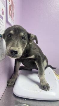 Mixed Breed Dogs Available for Adoption in El Paso, Texas - 61053889 | PetCurious