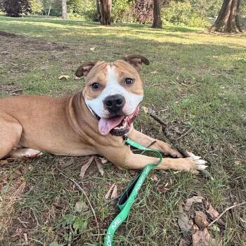 Rescue Pit Bull Terrier Dogs for Adoption in Newark, New Jersey - Chase | PetCurious