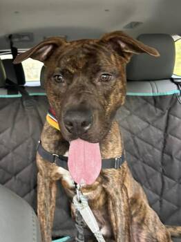 Pit Bull Terrier Dogs Available for Adoption - Mr. Shrimp | PetCurious