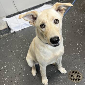 Mixed Breed Dogs Available for Adoption in Columbiana, Alabama - Zoey | PetCurious