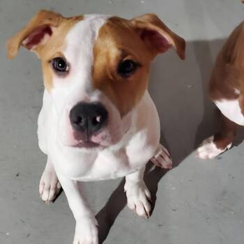 Mixed Breed Dogs Available for Adoption in Glenfield, New York - Drago | PetCurious
