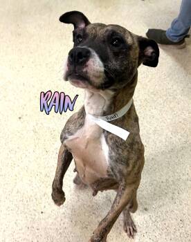 Rain -  Terrier Dog for Adoption in Muncie, Indiana - Rain | PetCurious