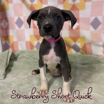 Strawberry Short Quick -  Mixed Breed and Pit Bull Terrier Dog for Adoption in Hillsboro, Ohio - Strawberry Short Quick | PetCurious
