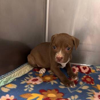 Jelli -  Chocolate Labrador Retriever Dog for Adoption in Starkville, Mississippi - Jelli | PetCurious