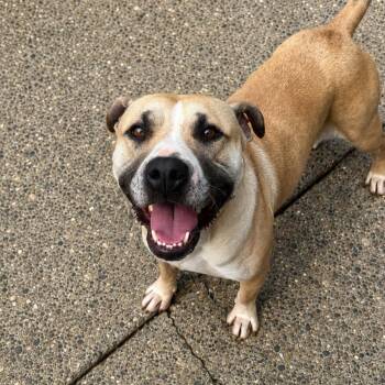 Luna -  Mixed Breed Dog for Adoption in Charleston, West Virginia - Luna | PetCurious