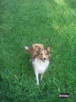 Brinkley -  Shetland Sheepdog Sheltie Dog for Adoption in Dublin, Ohio - Brinkley | PetCurious