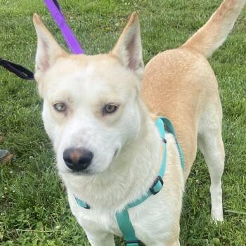 Husky and Labrador Retriever Dogs Available for Adoption in Andover, Massachusetts - Destiny Momma Dolittle | PetCurious