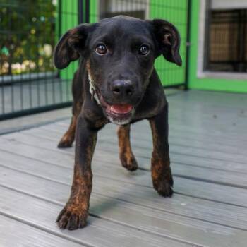 Tallia -  Mixed Breed Dog for Adoption in Bradenton, Florida - Tallia | PetCurious