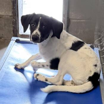 Lacey -  Mixed Breed Dog for Adoption in Edwardsville, Illinois - Lacey | PetCurious
