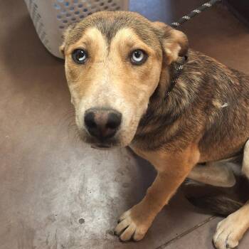Cattle Dog and Shepherd Dogs Available for Adoption in Flagstaff, Arizona - Zinnia | PetCurious