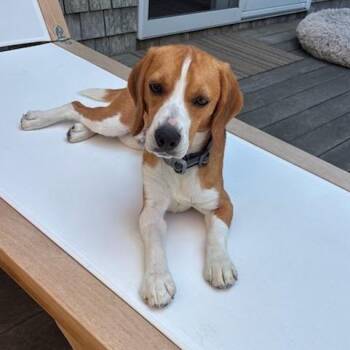 Luca -  Beagle Dog for Adoption in Nowata, Oklahoma - Luca | PetCurious