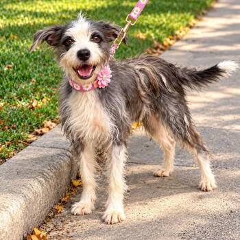 CINDY GS -  Schnauzer Dog for Adoption in Lucas, Texas - CINDY GS | PetCurious