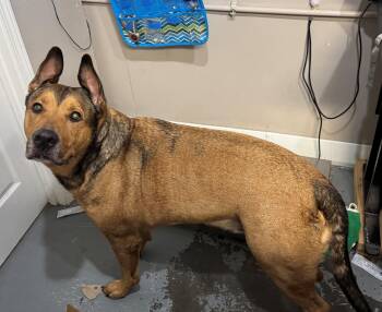 Rescue German Shepherd Dog Dogs for Adoption in Berea, Kentucky - Haydes | PetCurious