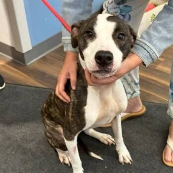 Rescue Mixed Breed Dogs for Adoption in Jeffersonville, Indiana - Wren | PetCurious