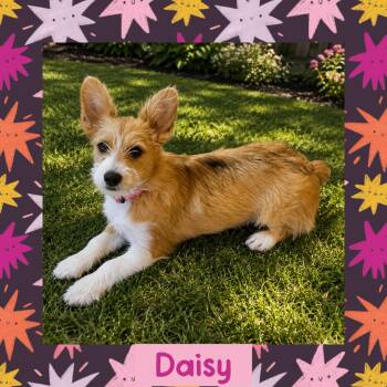 Daisy -  Corgi Dog for Adoption in Littleton, Colorado - Daisy | PetCurious