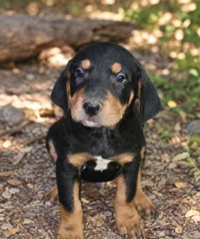 Biscuit -  Mountain Cur and Labrador Retriever Dog for Adoption in Batesville, Arkansas - Biscuit | PetCurious