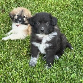 Australian Shepherd and Great Pyrenees Dogs Available for Adoption in Normal, Illinois - Roma | PetCurious