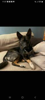 Rescue German Shepherd Dog Dogs for Adoption in Falls Church, Virginia - Ginger | PetCurious