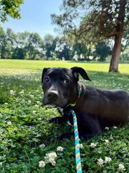 Sid -  Mixed Breed Dog for Adoption in West Chester, Pennsylvania - Sid | PetCurious