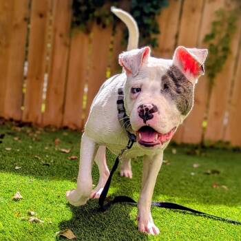 Coconut Shrimp -  Mixed Breed Dog for Adoption in Savannah, Georgia - Coconut Shrimp | PetCurious