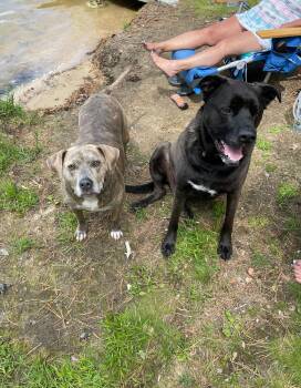 Rescue Mixed Breed Dogs for Adoption in New Boston, New Hampshire - Dozer & Minni | PetCurious