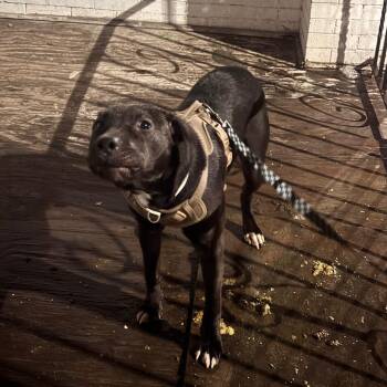 Pit Bull Terrier Dogs Available for Adoption in Philadelphia, Pennsylvania - Link | PetCurious