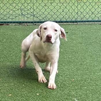 Spookie 1174 -  English Pointer Dog for Adoption in Loxahatchee Groves, Florida - Spookie 1174 | PetCurious