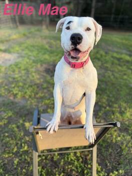 American Bulldog Dogs Available for Adoption - Ellie Mae | PetCurious