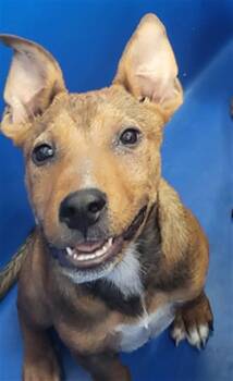 DIEGO -  Mixed Breed Dog for Adoption in Dallas, Texas - DIEGO | PetCurious