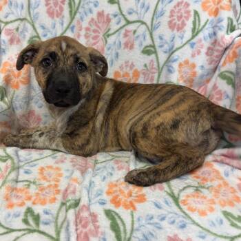 Pit Bull Terrier and Shepherd Dogs Available for Adoption in Kittanning, Pennsylvania - Sugar (Formerly Lafay) | PetCurious