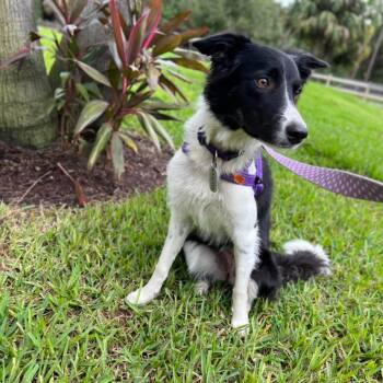 ANNIE -  Border Collie Dog for Adoption in Palm City, Florida - ANNIE | PetCurious