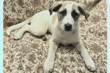 Great Pyrenees and German Shepherd Dog Dogs Available for Adoption - Beatrice ( Orlando Fl) | PetCurious