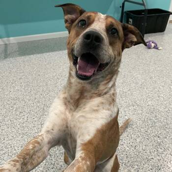 Spencer -  Mixed Breed Dog for Adoption in Hutchinson, Minnesota - Spencer | PetCurious