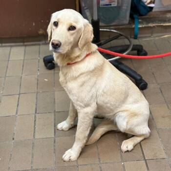 Sunshine -  Labrador Retriever Dog for Adoption in Parrish, Alabama - Sunshine | PetCurious