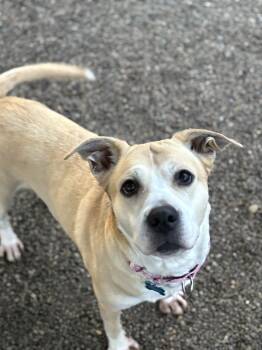 Rescue Husky and Labrador Retriever Dogs for Adoption in Cincinnati, Ohio - Kai | PetCurious