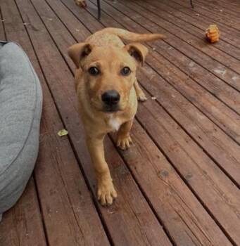 Penny -  Labrador Retriever and Shepherd Dog for Adoption in Calgary, Alberta - Penny | PetCurious