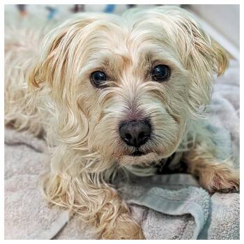Silky Terrier Dogs Available for Adoption - Thor | PetCurious