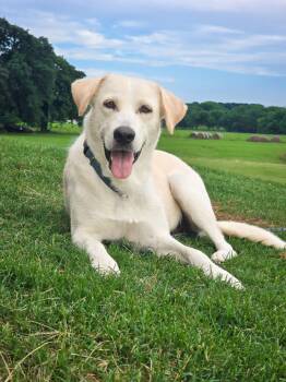 Sunday -  Yellow Labrador Retriever and Great Pyrenees Dog for Adoption in Sadler, Texas - Sunday | PetCurious