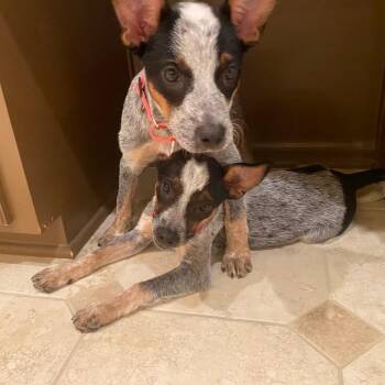 Sana -  Australian Cattle Dog Blue Heeler Dog for Adoption in Lenexa, Kansas - Sana | PetCurious