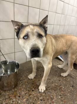 Rescue Husky and Labrador Retriever Dogs for Adoption in Rock Springs, Wyoming - Buddy | PetCurious
