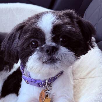 Pocus Turner -  Shih Tzu Dog for Adoption in Plano, Texas - Pocus Turner | PetCurious