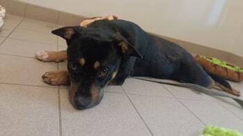 Bagel -  Mixed Breed Dog for Adoption in Traverse City, Michigan - Bagel | PetCurious