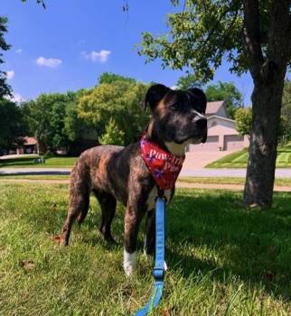 Blaze -  Great Pyrenees and Pit Bull Terrier Dog for Adoption in Cincinnati, Ohio - Blaze | PetCurious
