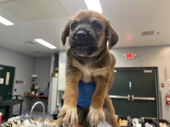 Terrier and Mixed Breed Dogs Available for Adoption in Thousand Palms, California - TWIGGY | PetCurious