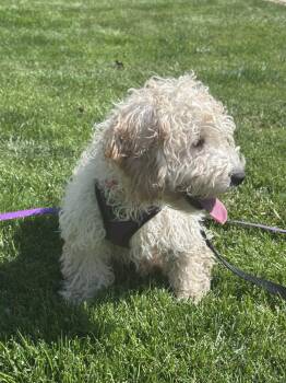 Cockapoo Dogs Available for Adoption in Wheaton, Illinois - Otis | PetCurious