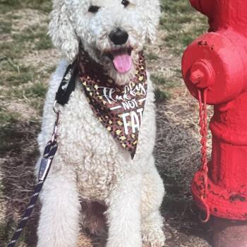 Standard Poodle Dogs Available for Adoption in Hutchinson, Kansas - Chance | PetCurious