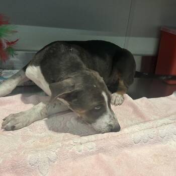 IVHS-Stray-141494 -  Hound Dog for Adoption in San Gabriel, California - IVHS-Stray-141494 | PetCurious