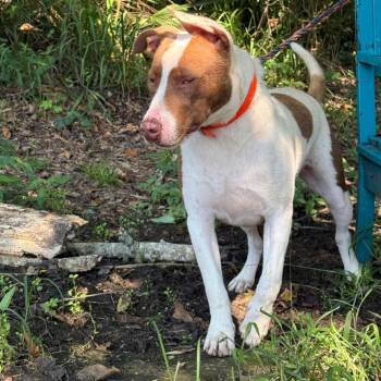 Rocco -  Mixed Breed Dog for Adoption in Riverwoods, Illinois - Rocco | PetCurious