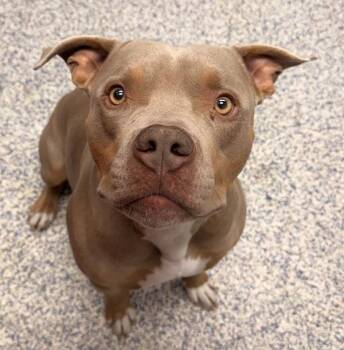 Tank -  Pit Bull Terrier Dog for Adoption in Golden, Colorado - Tank | PetCurious