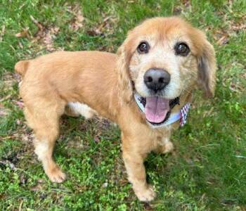 Cocker Spaniel Dogs Available for Adoption in Arlington, Virginia - Simba | PetCurious